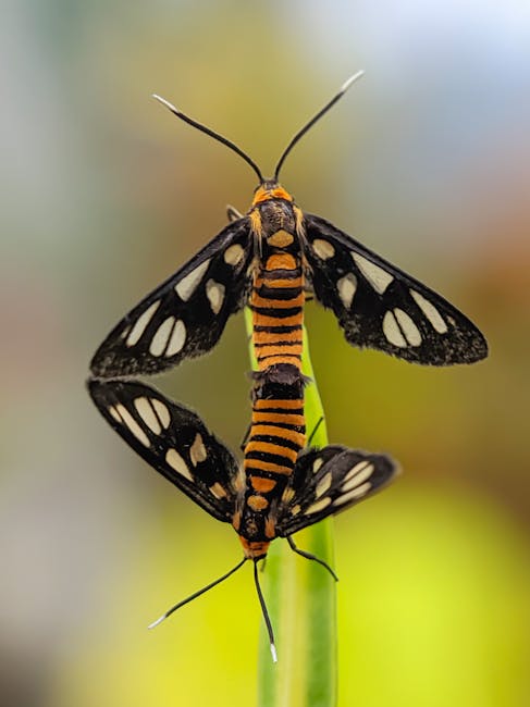 A close-up photograph of a butterfly-moth hybrid insect perched on a green grass blade, displaying black, orange, and white patterned wings with transparent sections. The insect's body has alternating orange and black stripes, and its long, thin antennae extend forward. The background is softly blurred with shades of yellow and green, suggesting an outdoor natural setting. The image highlights the insect's detailed wing patterns and the delicate structure of its body, relevant to the process of packing and moving in house relocations. Occasionally, Man With a Van Hither Green's removals services involve careful handling of fragile and detailed objects, akin to understanding intricate natural patterns, ensuring secure transportation of household items within Hither Green.